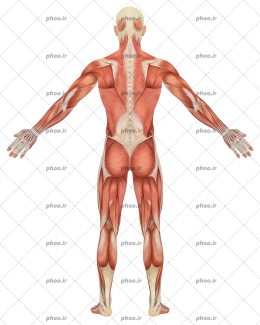 عکس آناتومی بدن انسان در حالت ایستاده در پس زمینه سفید