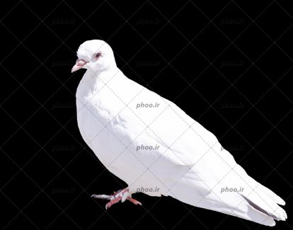 عکس کبوتر سفید در پس زمینه مشکی