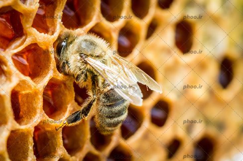 عکس زنبور روی کندو عسل درحال کار