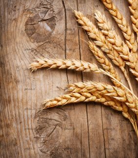 عکس گندم ها روی الوار چوبی