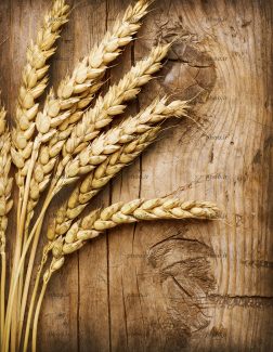 عکس گندم ها روی الوار نمای نزدیک