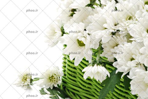 عکس سبد زیبای سبز رنگ پر از گل های سفید وبرگ