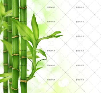 عکس قاب درخت بامبو سبز رنگ و زیبا