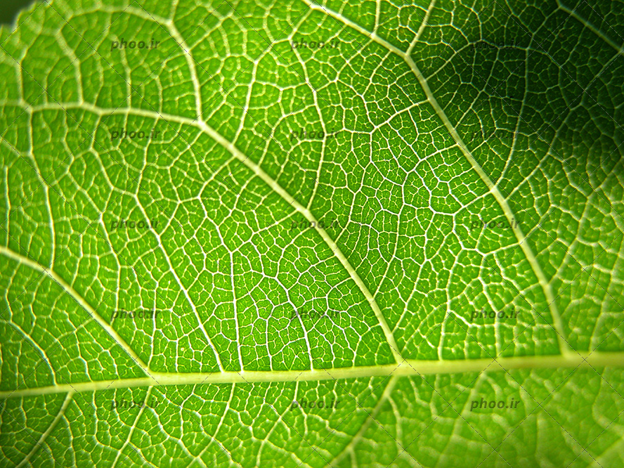 عکس یک برگ سبز از نمای نزدیک