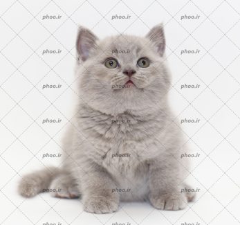 عکس با کیفیت گربه پشمالو خاکستری
