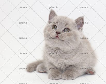 عکس باکیفیت گربه ناز خاکستری در پس زمینه سفید