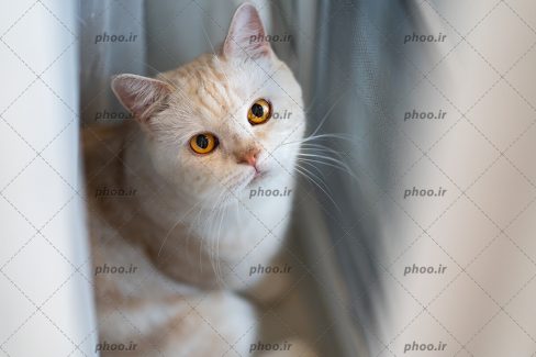 عکس با کیفیت گربه سفید ناز با چشم های عسلی