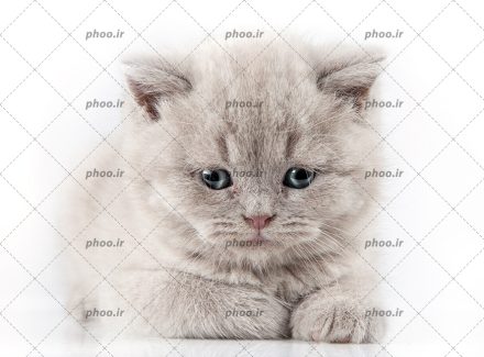 عکس با کیفیت گربه خاکستری در پس زمینه سفید