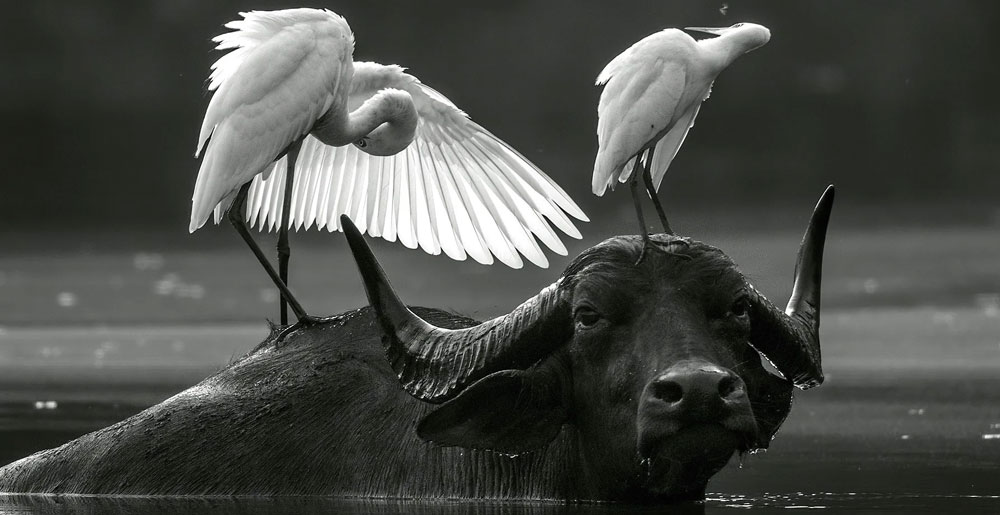 اشتباهات رایج در عکاسی طبیعت و نحوه جلوگیری از آن‌ها