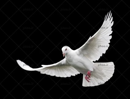 عکس پرنده کبوتر درحال پرواز در زمینه مشکی