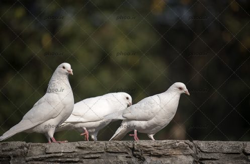 عکس پرندگان کبوتر روی سنگ با زمینه محو