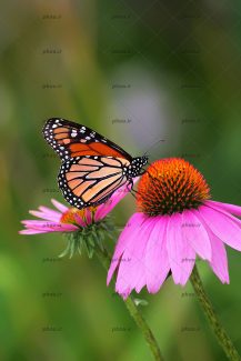 عکس پروانه زیبا روی گل با زمینه محو
