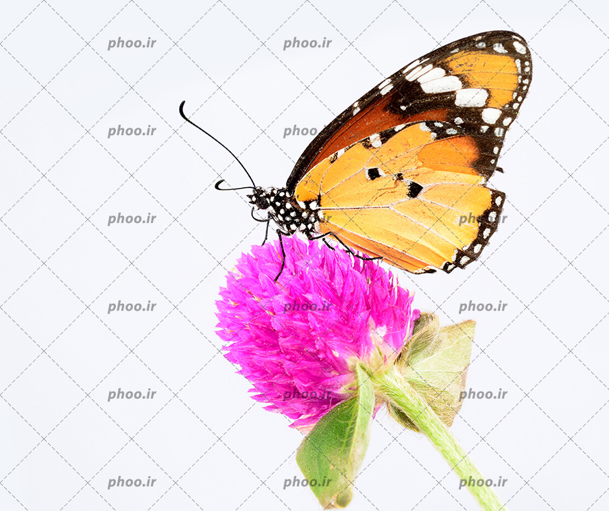 عکس پروانه زیبا روی گل با زمینه سفید