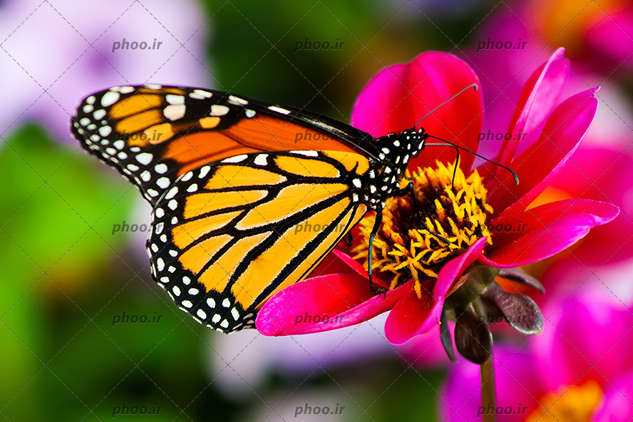 عکس پروانه زیبا روی گل با زمینه محو