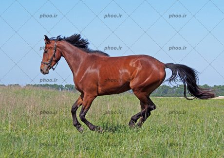 عکس حیوان اسب درحال دویدن در طبیعت زیبا