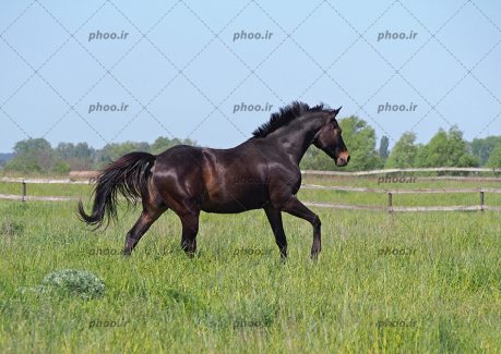 عکس حیوان اسب درحال دویدن در طبیعت زیبا