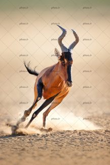 عکس حیوان غزال درحال دویدن در طبیعت زیبا بیابانی