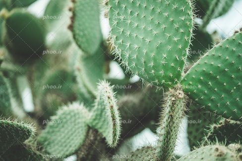 عکس با کیفیت گل کاکتوس زیبا از نمای نزدی با خار های ریز