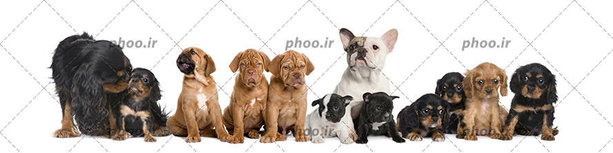 عکس گروهی از سگ ها با رنگ ها و نژاد های متفاوت