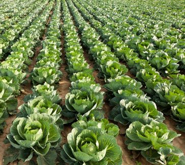 عکس مزرعه کلم از نمای نزدیک
