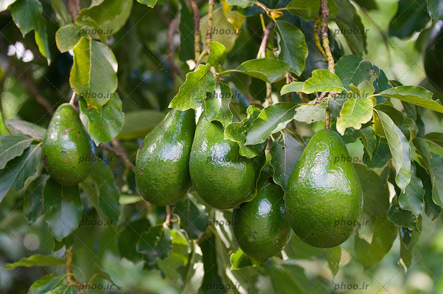 عکس میوه آووکادو تازه روی درخت بین برگ های سبز از نمای نزدیک