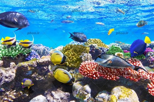 عکس زیبا ماهی های ریز و درشت و رنگا رنگ در زیر دریا و مرجان و توتیا دریایی