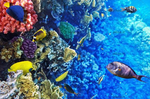 عکس زیبا ماهی های ریز و درشت و رنگا رنگ در زیر دریا