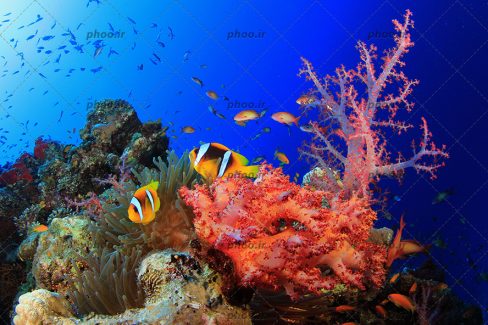 عکس زیبا ماهی های رنگارنگ ریز و درشت در دریا