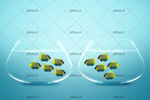 عکس زیبا ماهی های زرد خال خال در تنگ ماهی