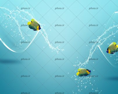 عکس زیبا ماهی از تنگ افتاده روی زمین و ماهی های دیگه در حال افتادن