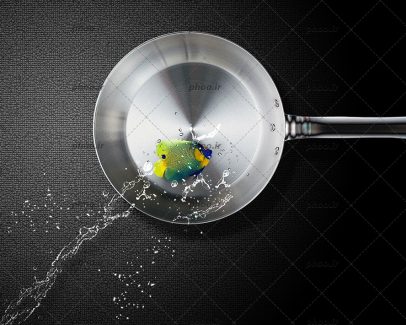 عکس زیبا ماهی تنها در ماهی تابه