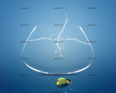 عکس زیبا ماهی بر روی زمین افتاده از تنگ