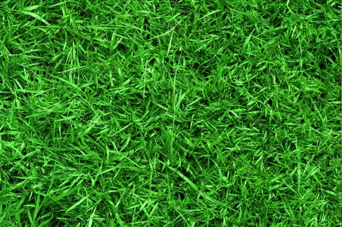 عکس چمن های سبز از نمای نزدیک
