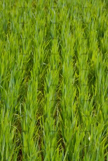 عکس مزرعه سر سبز برنج از نمای نزدیک