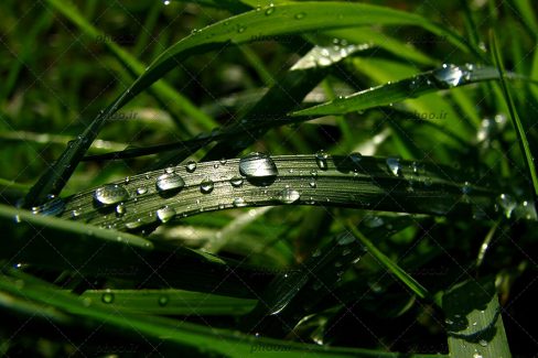 عکس برگ های سوزنی سبز با قطره های آب روی آن