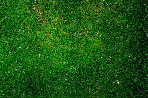 عکس زمین پوشیده از چمن های سبز از نمای نزدیک