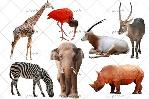 عکس تعدادی از حیوانات کنار هم در پس زمینه سفید