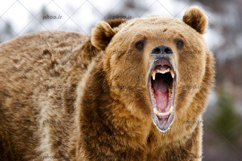 عکس خرس قهوه ای عصبانی از نمای نزدیک