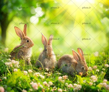 عکس سه خرگوش در میان گل ها در طبیعت