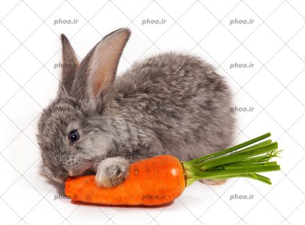 عکس یک خرگوش خاکستری در حال خوردن هویج