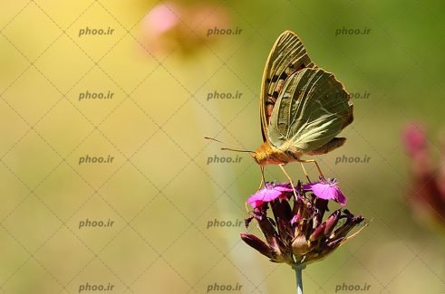 عکس پروانه زیبا روی گل با زمینه محو