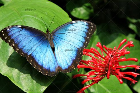 عکس پروانه زیبا روی گل با زمینه سرسبز