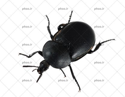 عکس حشره سوسک سیاه در زمینه سفید