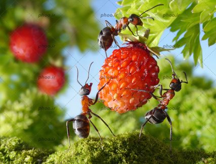 عکس مورچه ها درحال همکاری برای کندن توت از درخت