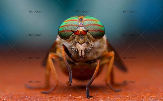 عکس حشره مگس از نمای نزدیک در زمینه محو