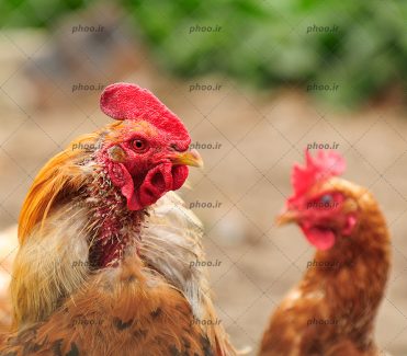 عکس زیبا نیم رخ مرغ و خروس حنایی و اهلی