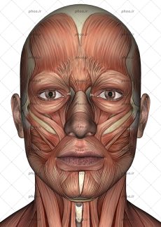 عکس آناتومی صورت انسان در پس زمینه سفید