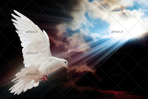 عکس کبوتر سفید در حال پرواز در برابر آسمان با ایر های تیره و نور خورشید