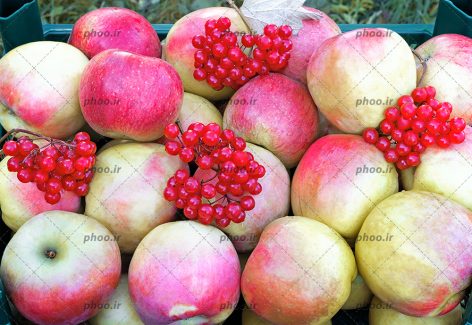عکس زیبا سیب های دو رنگ خوشمزه همراه با زرشک