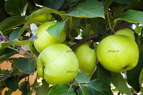 عکس زیبا سیب های سبز خوشمزه روی شاخه های درخت